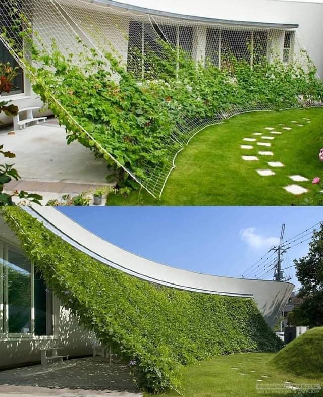 techo, verde