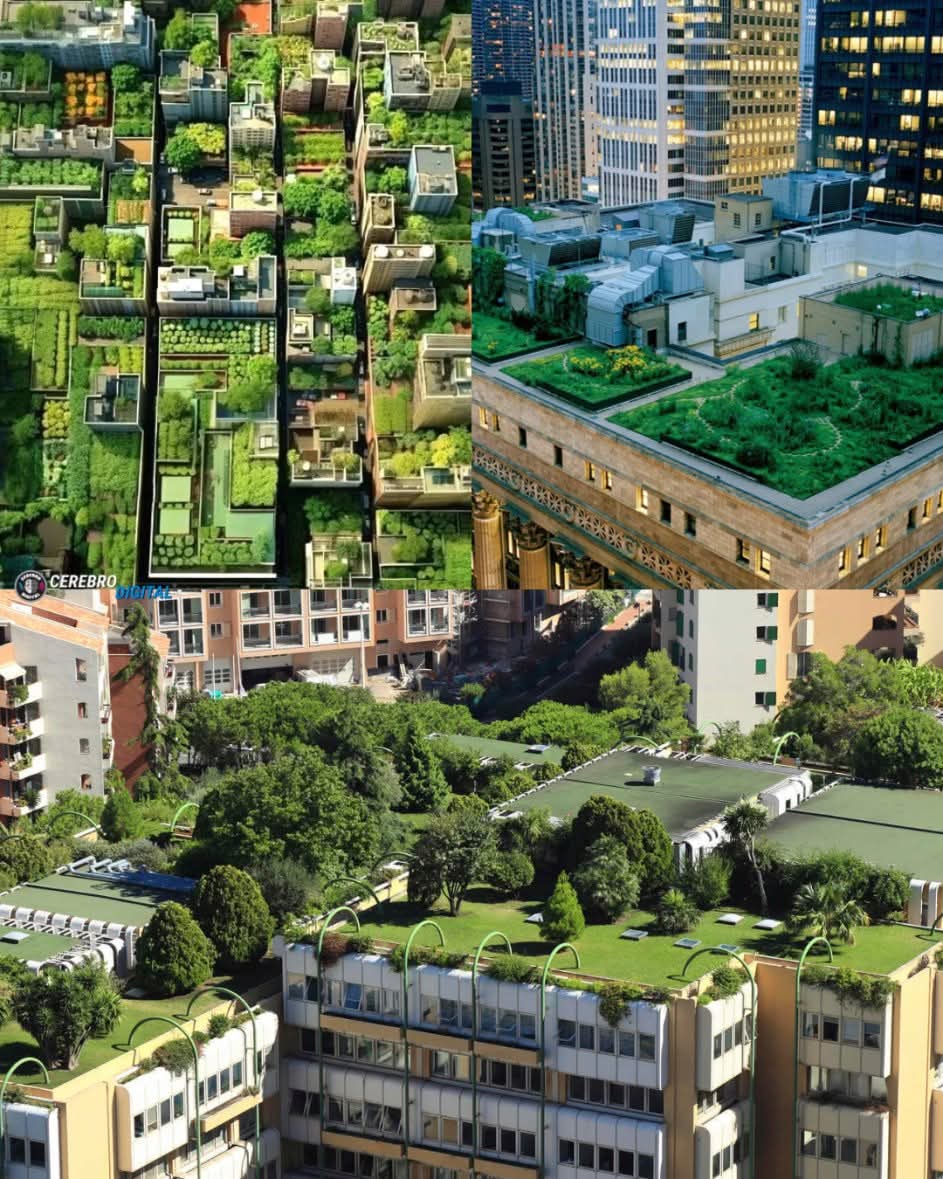techos, verdes