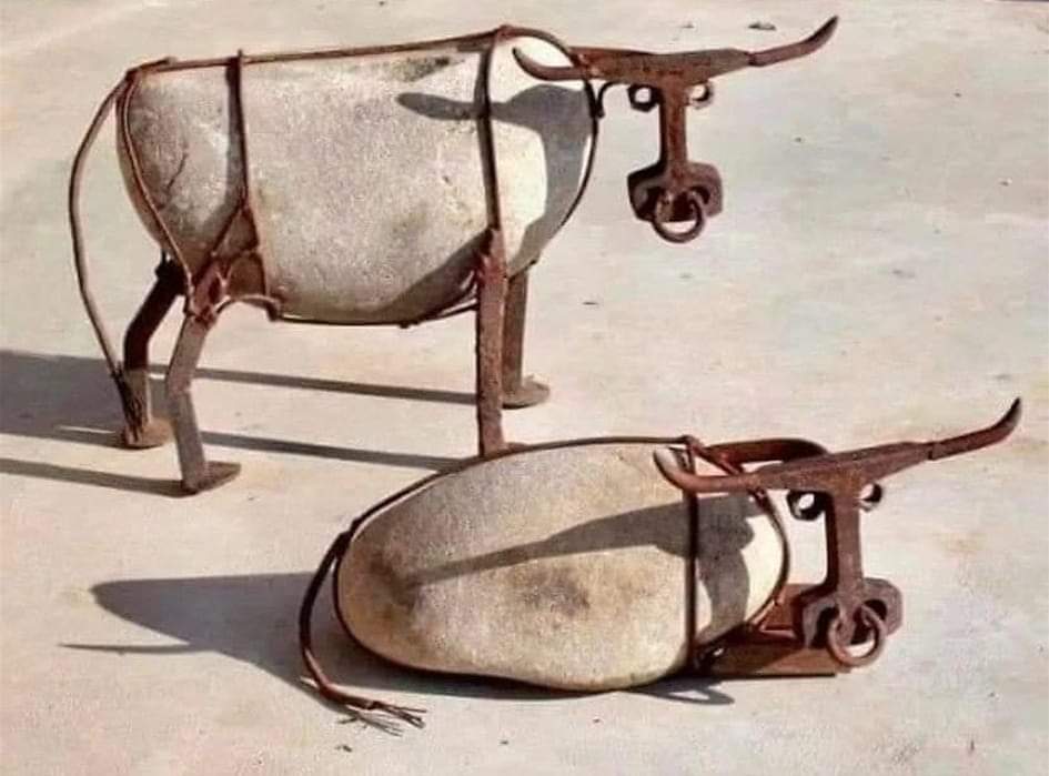 vacas, piedra
