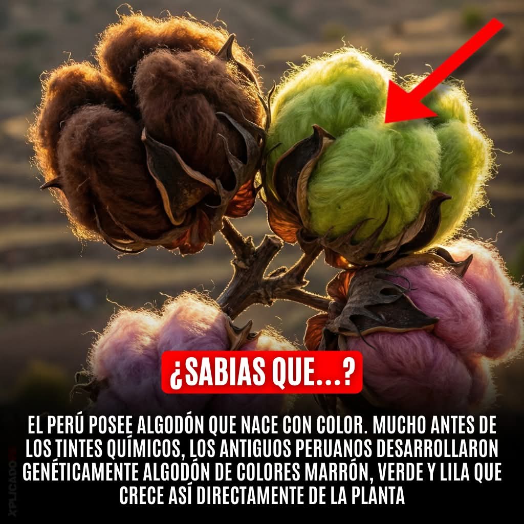 algodon, colores