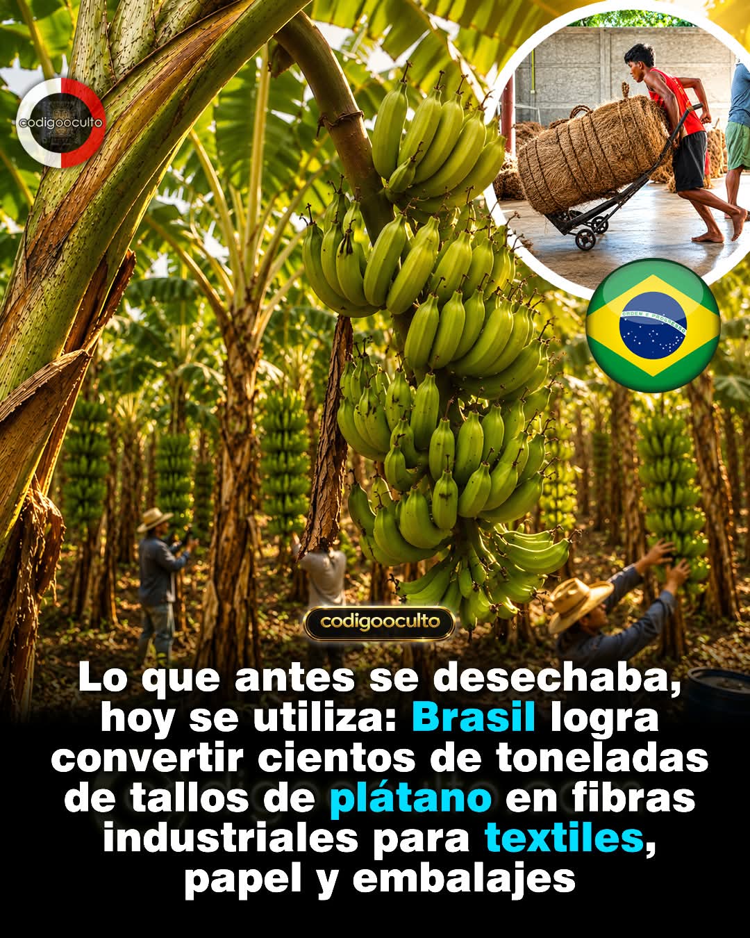 fibras, tallos, platanos