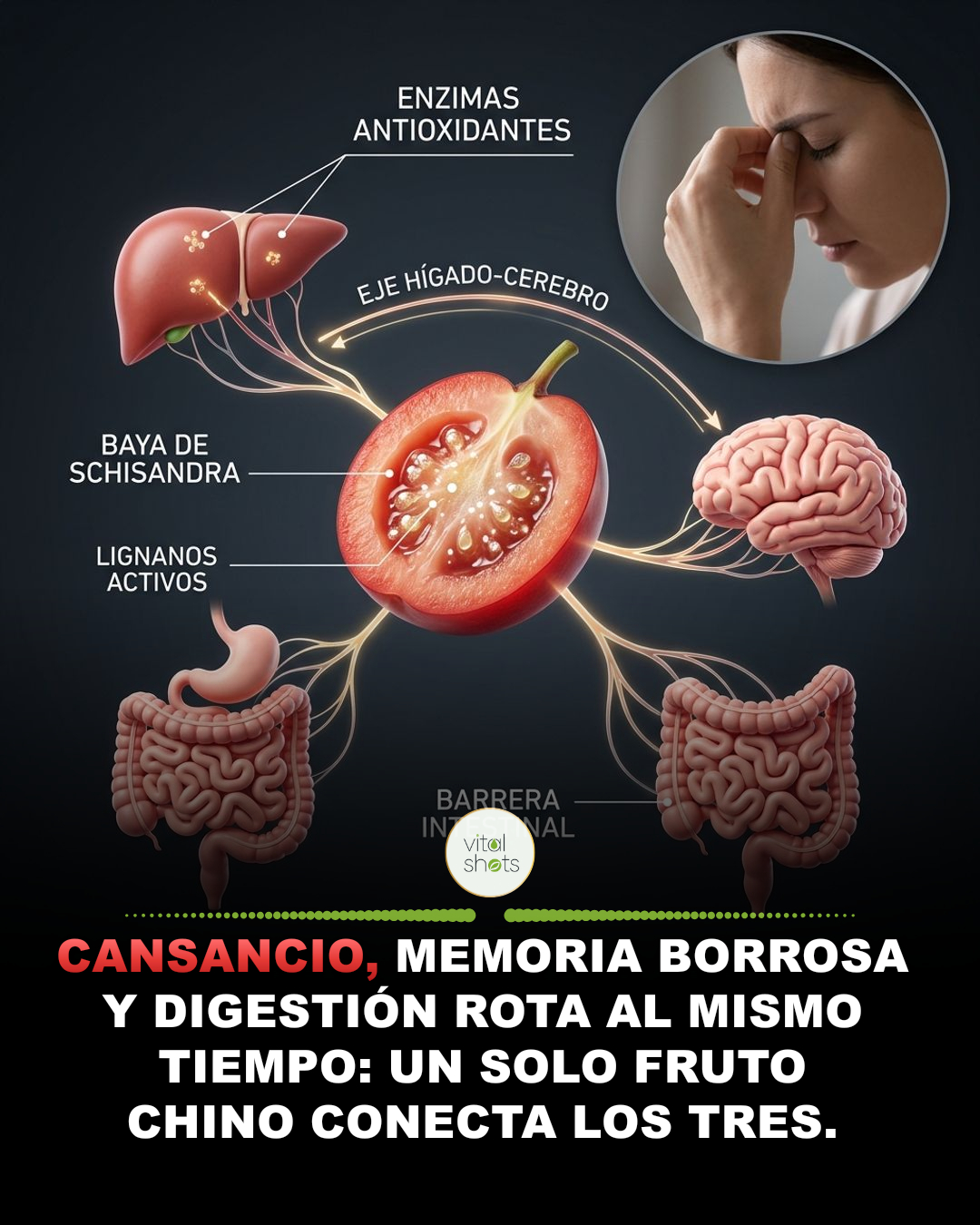 cansancio, memoria, digestion, schisandra, chinensis