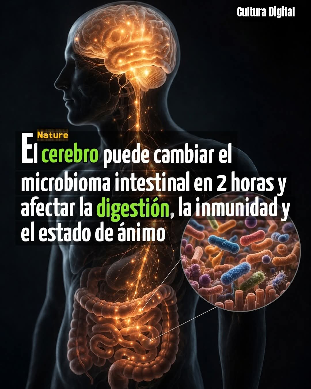 digestion, cerebro