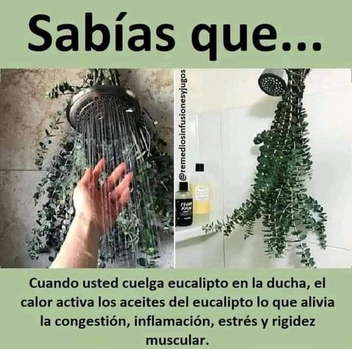 eucalipto