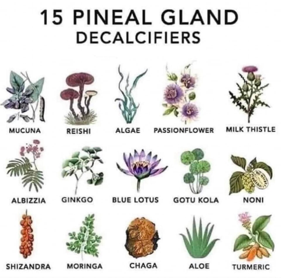glandula, pineal