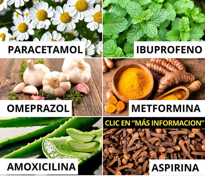 herbolaria