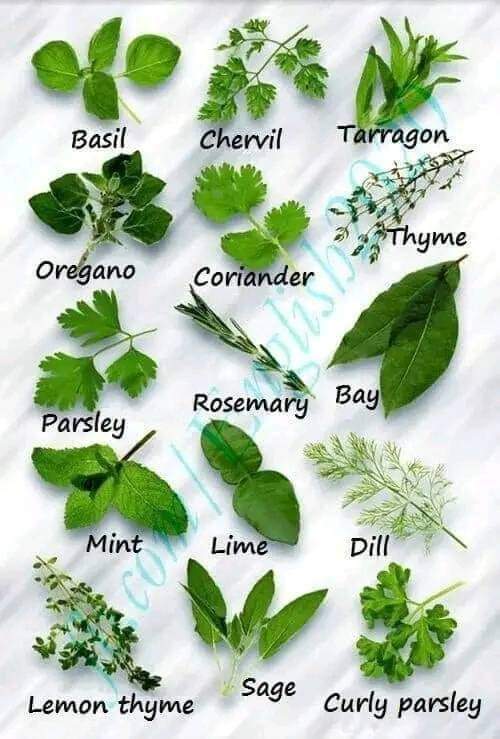 hojas, medicinales