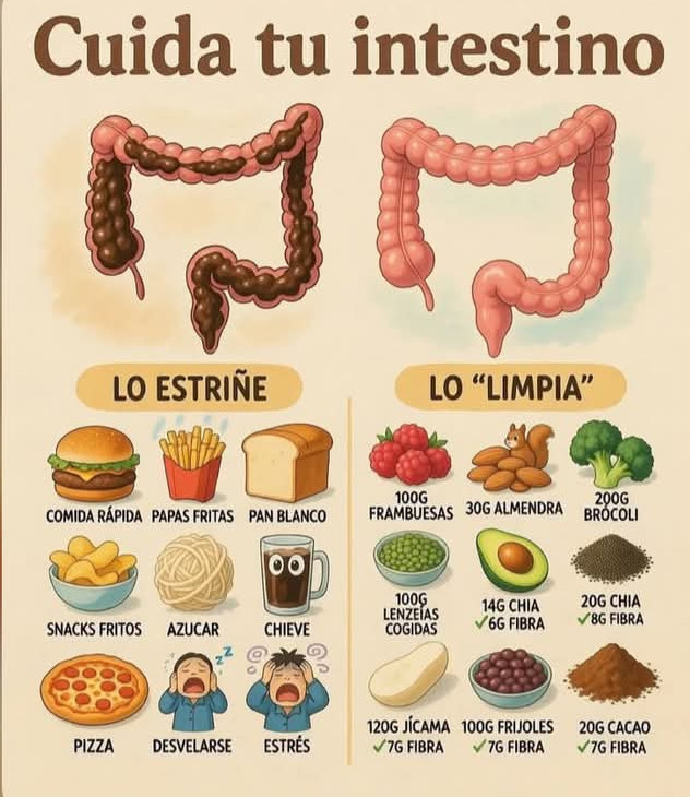intestino