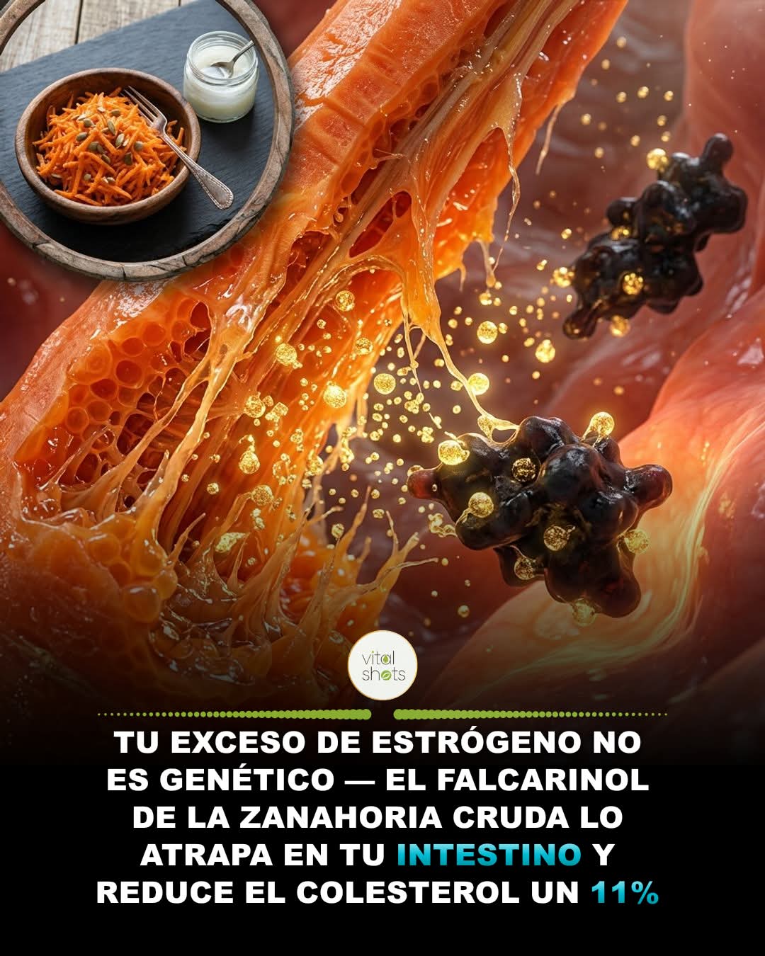 intestino, zanahoria, cruda