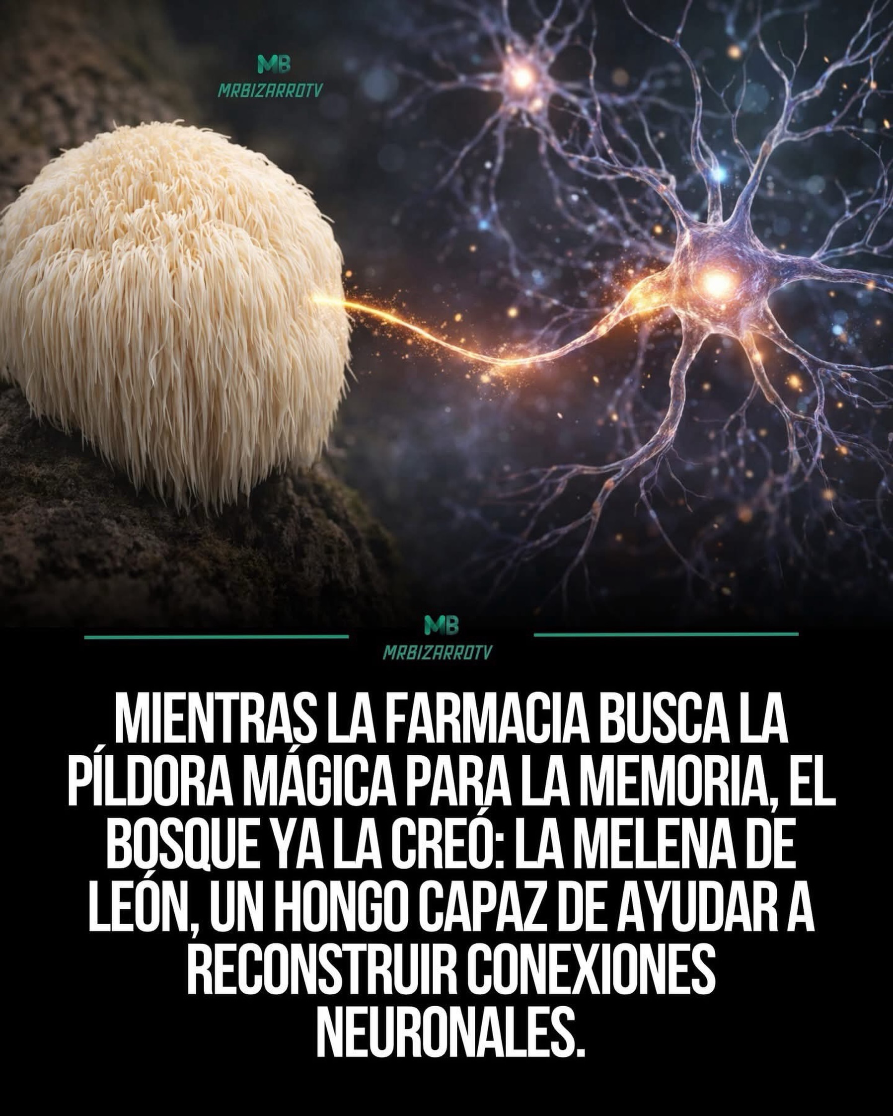 memoria, melena, leon