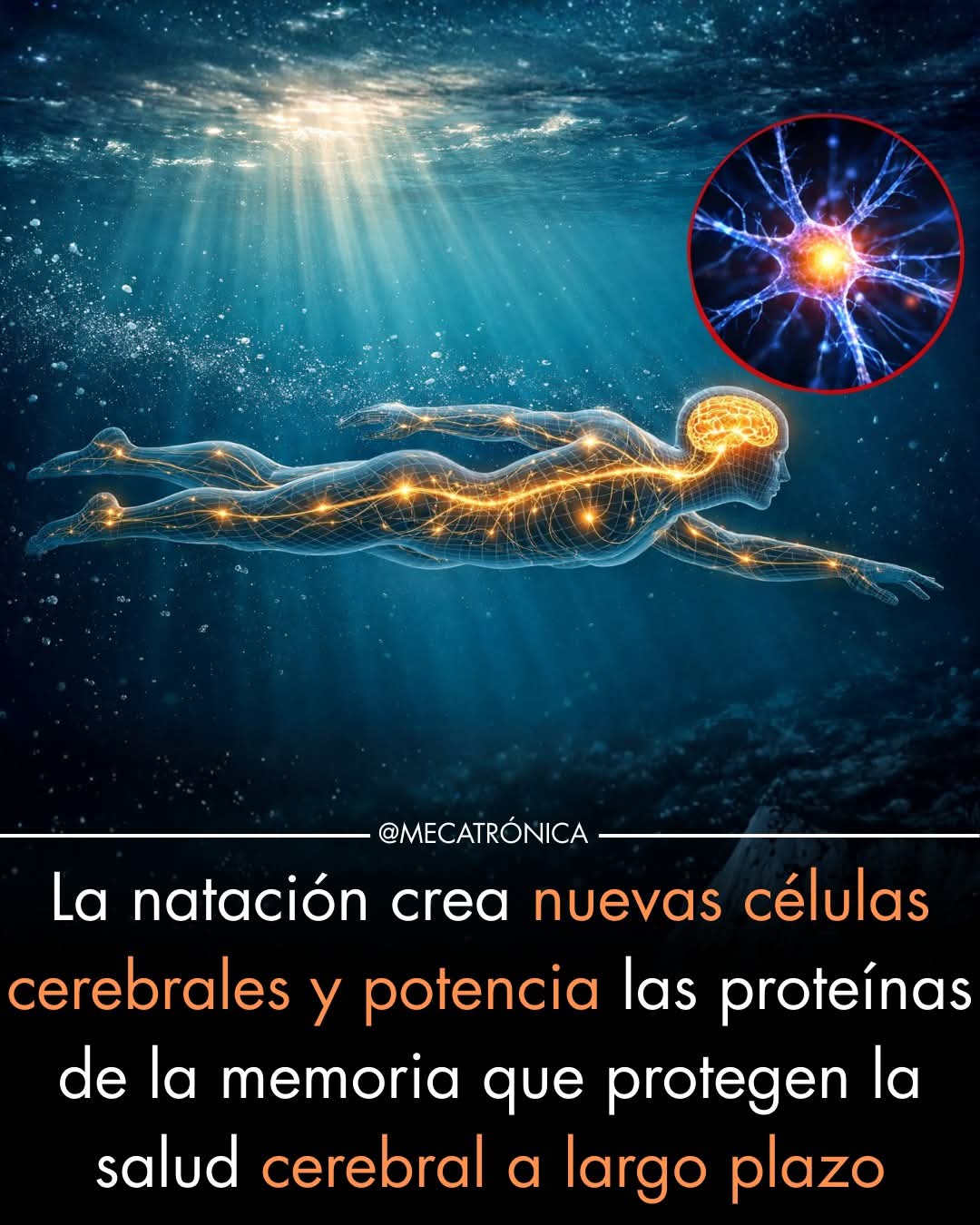 natacion