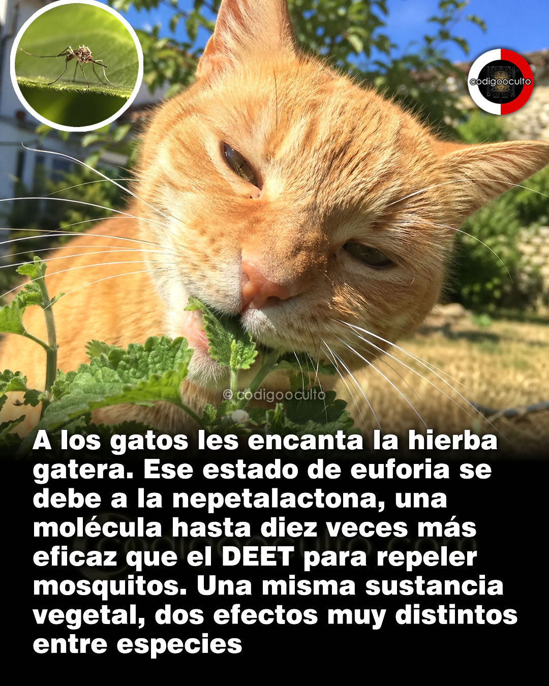 repelente, catnip