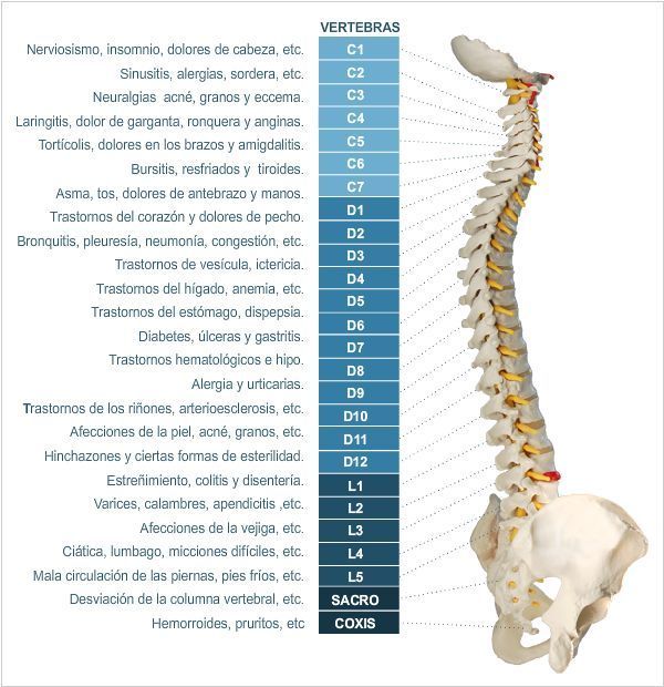 vertebras