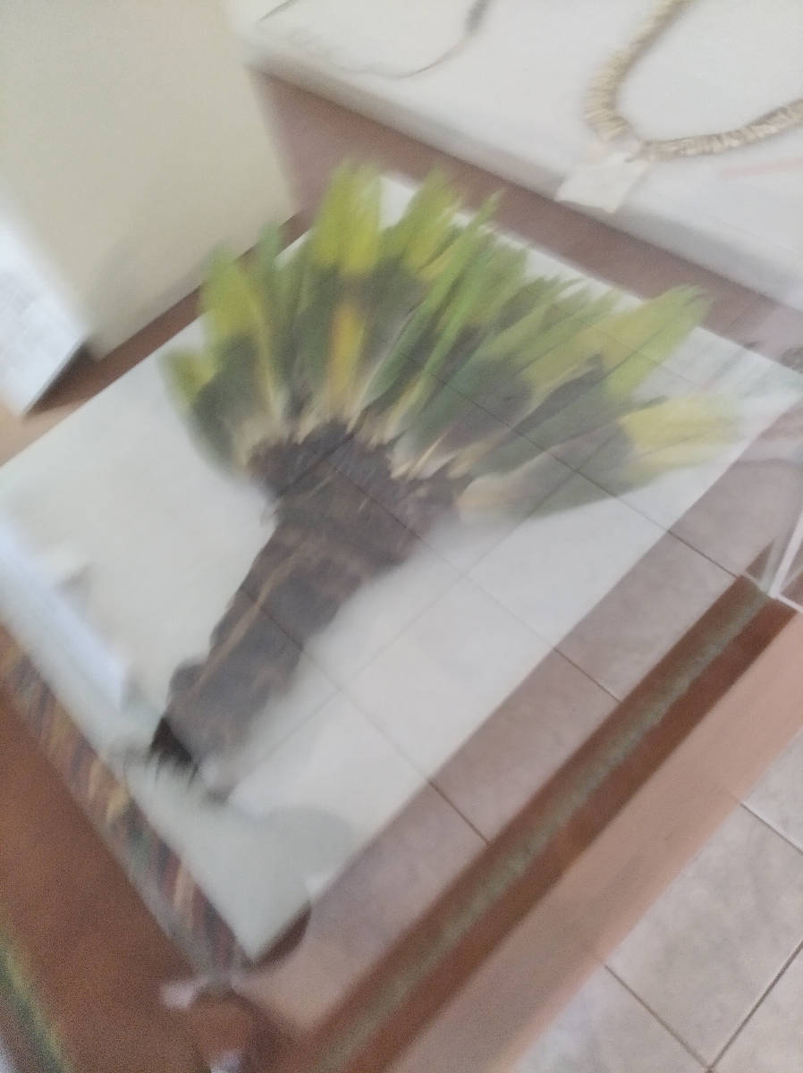 abanico