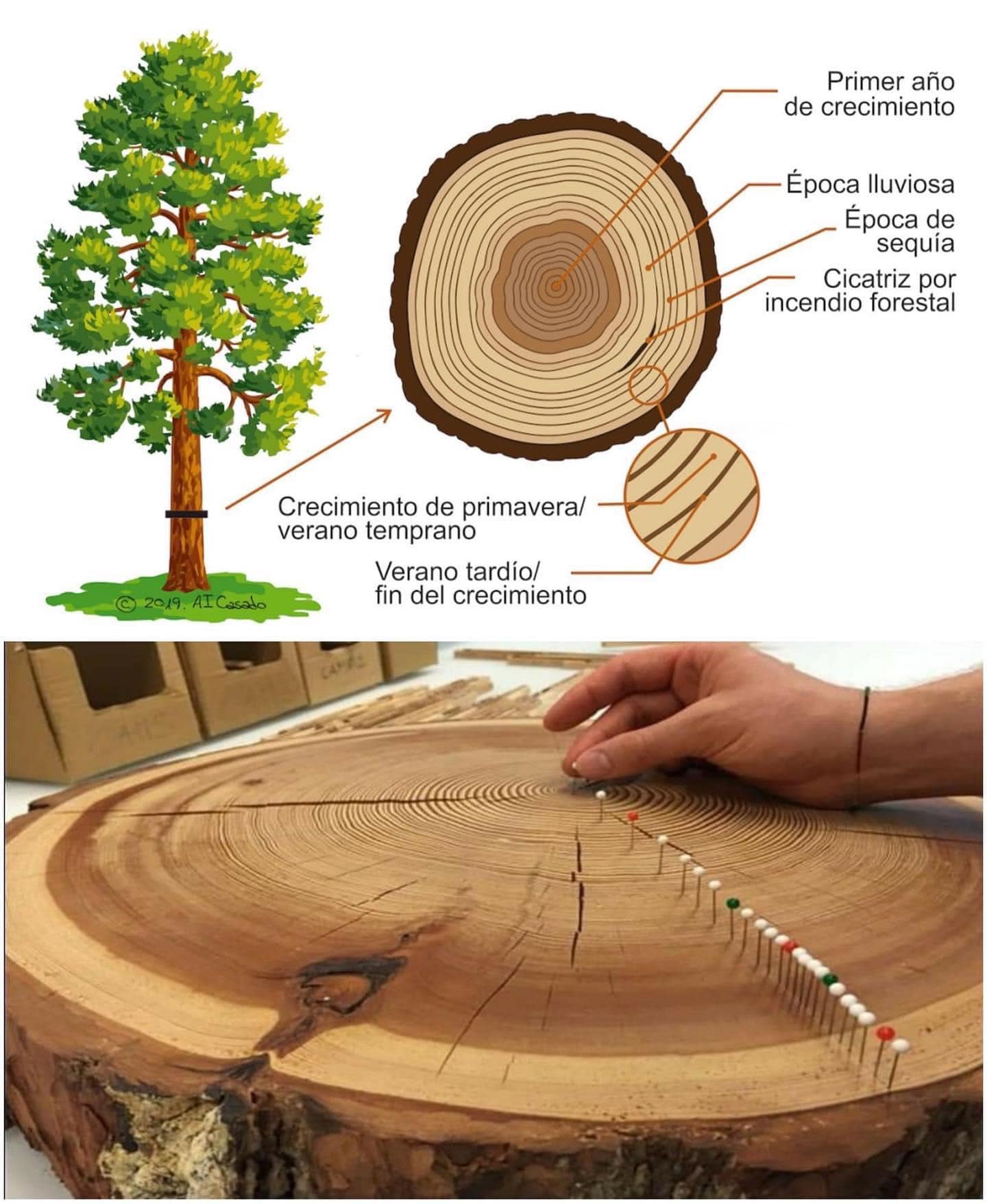 arbol, edad
