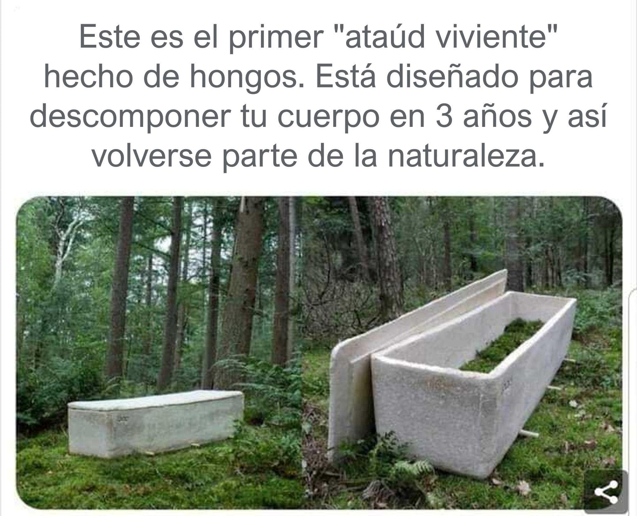 ataud, viviente