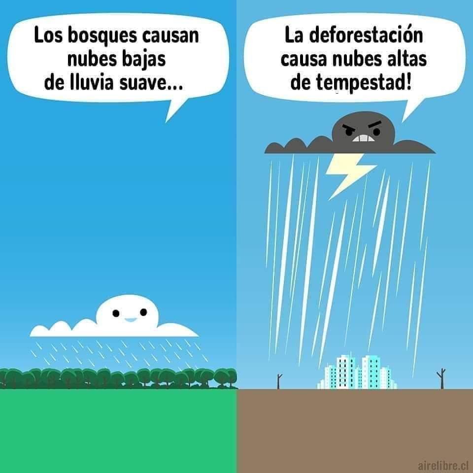 bosques