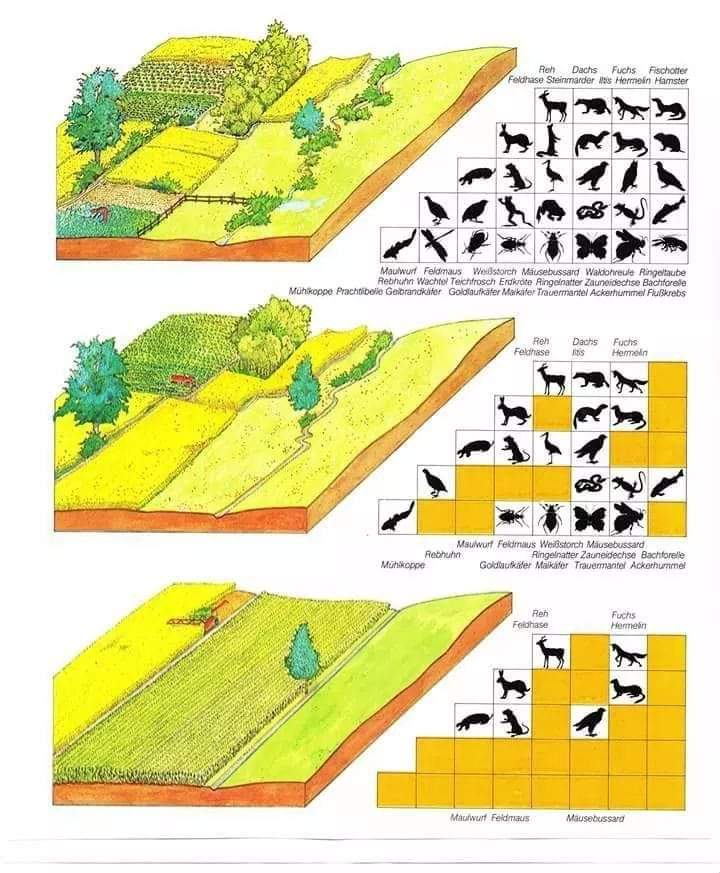 ecosistema