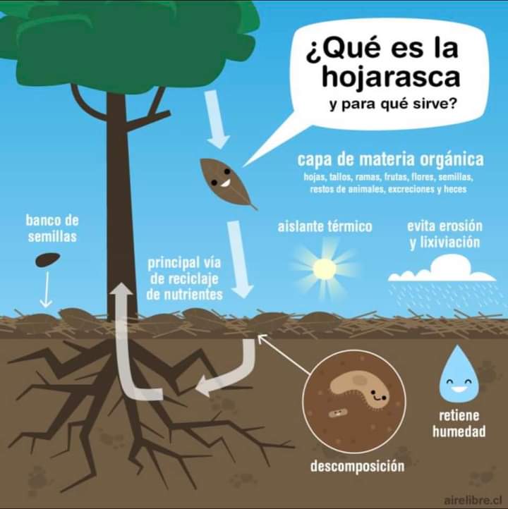 hojarasca