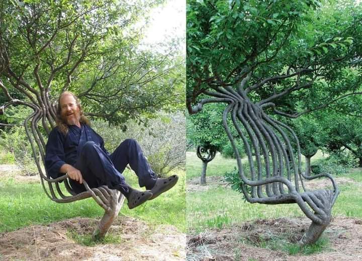 silla, arbol