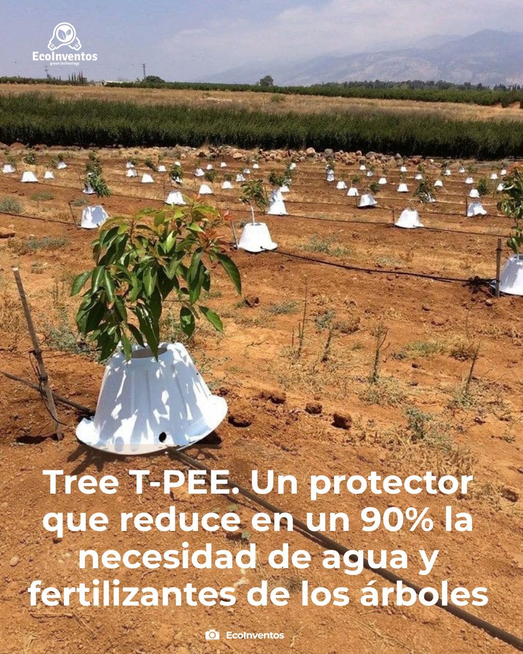 tree, t, pee